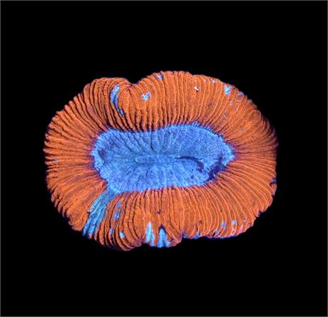 WYSIWYG Ultra Rainbow Trachyphyllia 2.5"