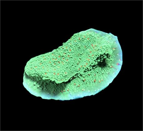 WYSIWYG Season Greetings Montipora 2.5"