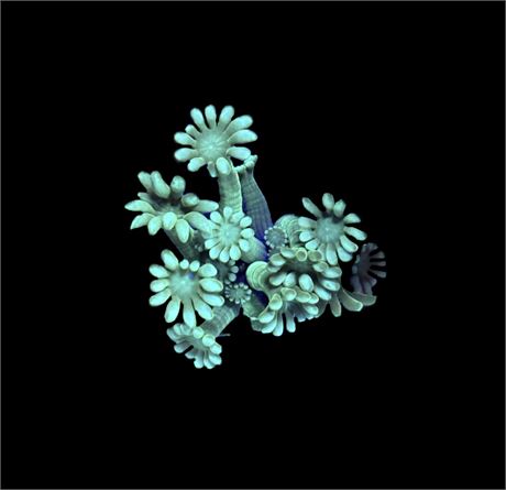 WYSIWYG Ultra Alveopora 2"