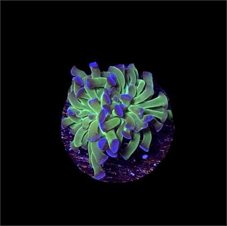 WYSIWYG Bi-color Hammer 2"