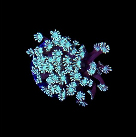 WYSIWYG Ultra Teal Alveopora 2.5"