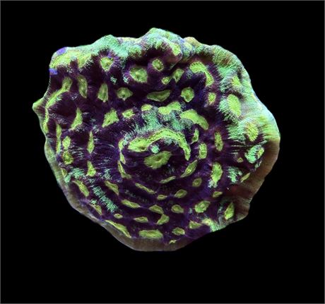 WYSIWYG XXL Green Eye Chalice Colony 4"