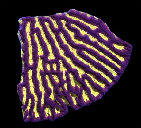 WYSIWYG Molten Lava Rainbow Platgrya Colony 4"