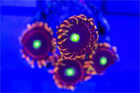 Bozo's Birthday Zoanthids - WYSIWYG