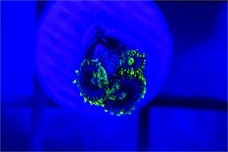 Blue Steel Zoanthids - WYSIWYG