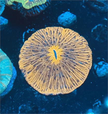 Citrus Plate Coral