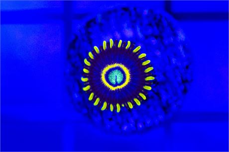 Blue Hornet Zoanthids - WYSIWYG