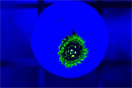 Exosphere Zoanthids - WYSIWYG