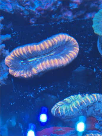 Trachy Coral