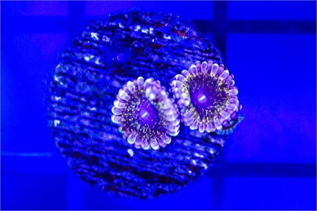 Solar Circus Zoanthids - WYSIWYG