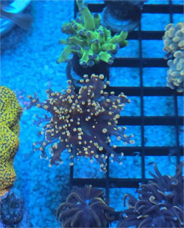 Ultra Gold Tip Frog Spawn