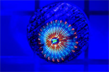 White Zombie Zoanthids - WYSIWYG