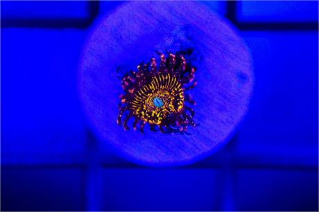 JF Frankies Acid Trip Zoanthids - WYSIWYG