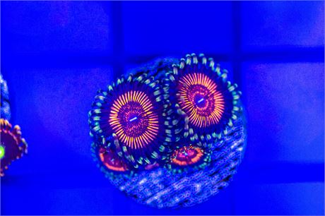 Devil Armor Zoanthids - WYSIWYG
