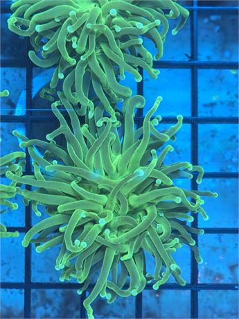 Green Machine Torch