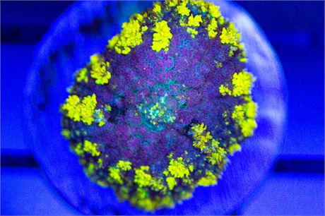 Yellow Pincushion Mushroom - WYSIWYG