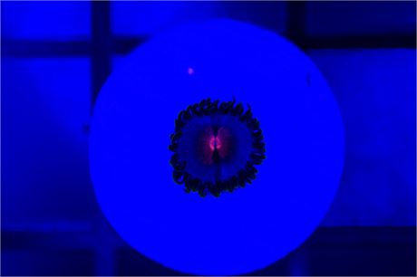 Miami Vice Zoanthids - WYSIWYG