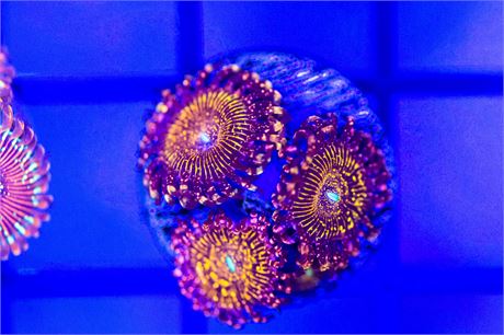 JF Frankies Acid Trip Zoanthids - WYSIWYG