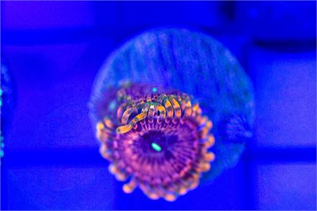 JF Fairy Fart Zoanthids - WYSIWYG