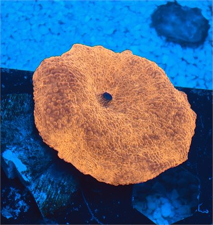 Massive Jaw Breaker Mushroom