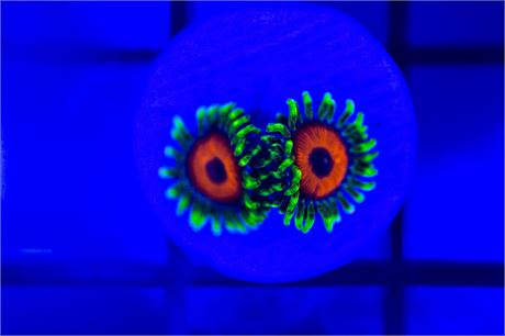 WWC Whammin Watermelon Zoanthids - WYSIWYG