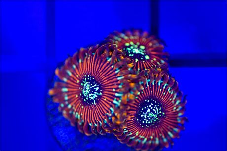Magician Zoanthids - WYSIWYG