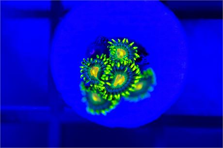 Green Bay Packer Zoanthids - WYSIWYG