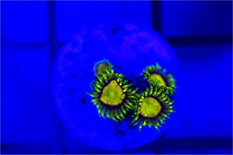 King Midas Zoanthids - WYSIWYG