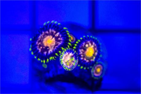 Anaconda Zoanthids - WYSIWYG