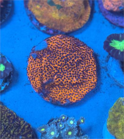 Orange Lava Lepto