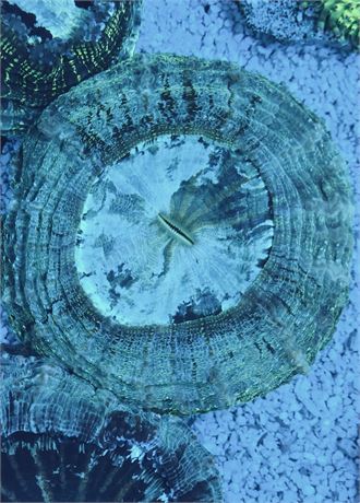 Lime Lite Acanthophyllia