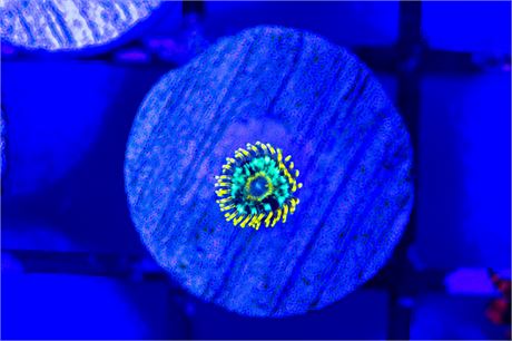RFU Luminis Hornet Zoanthids