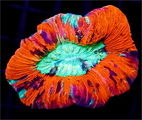 Ultra Rainbow Trachyphyllia - WYSIWYG