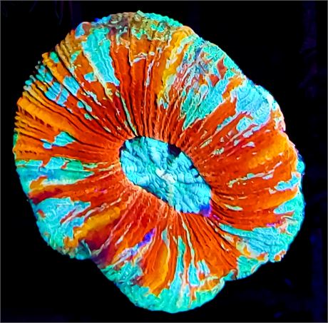 Ultra Rainbow Trachyphyllia - WYSIWYG