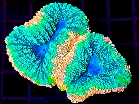 Ultra Pink Dolphin Lobophyllia - WYSIWYG