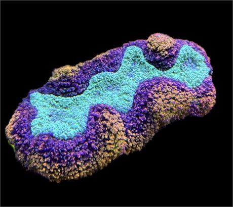 WYSIWYG Incredible Rainbow Lobophyllia Coral 6"