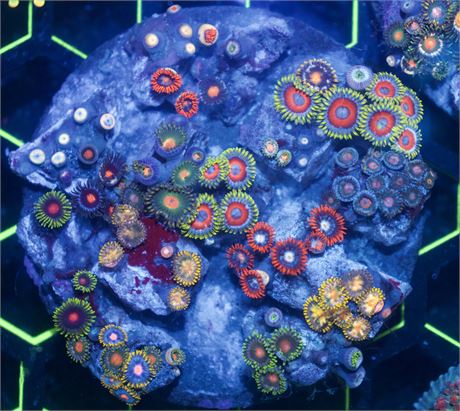 Mixed Zoa Tile
