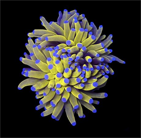 WYSIWYG Banana Torch Coral 3.5" (TWO HEADS!)