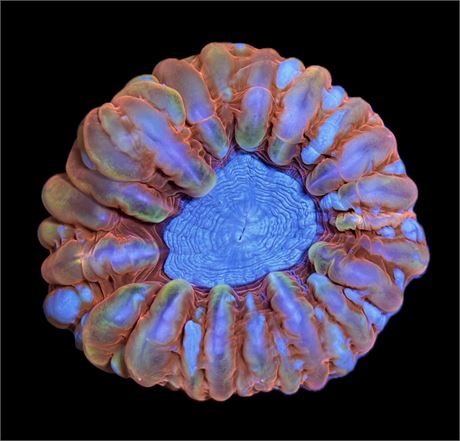 WYSIWYG Ultra Rainbow Cynarina 4"