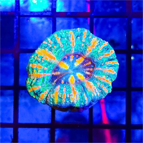 Button Scoly - WYSIWYG