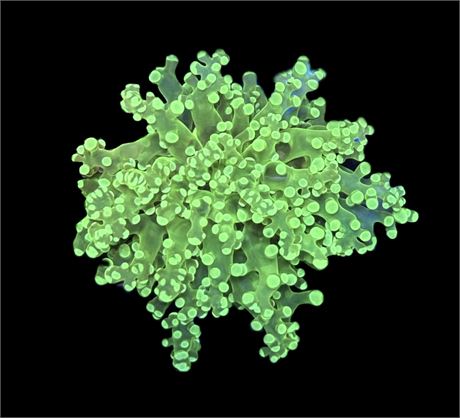WYSIWYG Neon Green Frogspawn Coral 3"