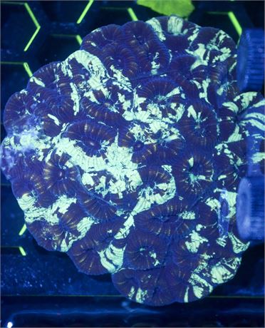 Neon Lightning Favia