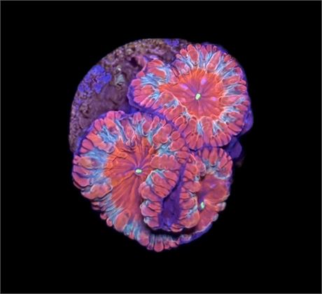 WYSIWYG Ultra Rainbow Blastomussa Coral 1"