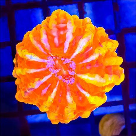 Insane Indophyllia