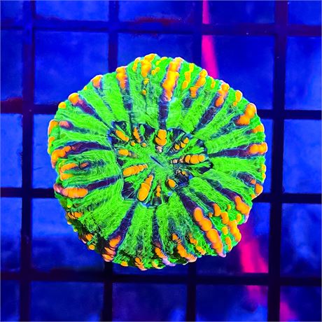 Button Scoly - WYSIWYG