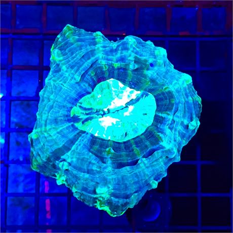 Alien Acanthophyllia