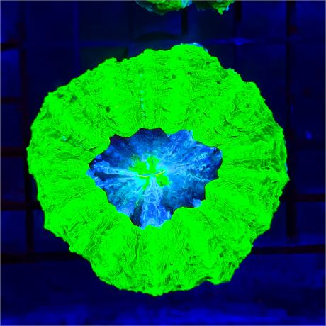 Toxic Acanthophyllia