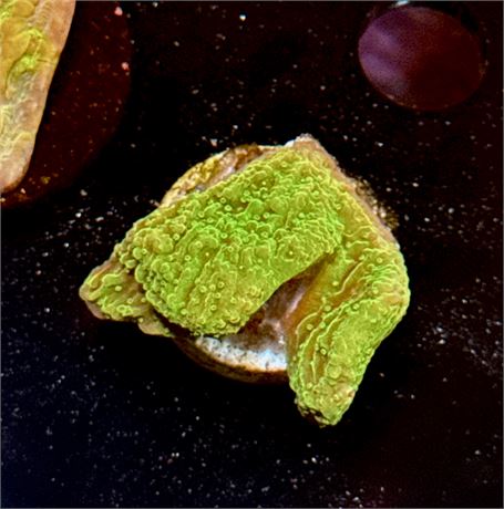 Green Slime Chalice