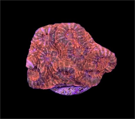 WYSIWYG Blood Red Chalice Coral