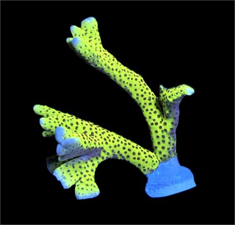 WYSIWYG XXL Slimeball Montipora Coral Colony